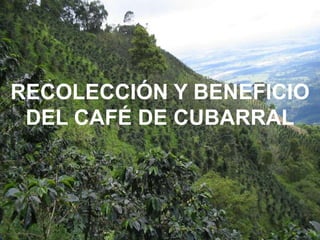 RECOLECCIÓN Y BENEFICIO DEL CAFÉ DE CUBARRAL 