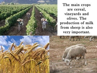 The main crops
     are cereal,
   vineyards and
    olives. The
production of milk
from sheep is also
  very important.
 