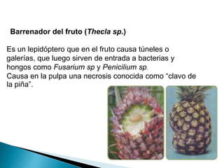 Presentación del cultivo de la piña.pptx