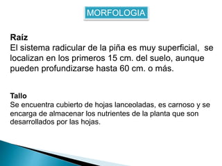 Presentación del cultivo de la piña.pptx