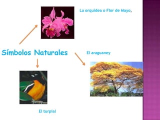 La orquídea o Flor de Mayo,

Símbolos Naturales

El turpial

El araguaney

 