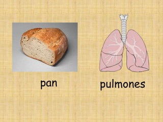 pan   pulmones
 
