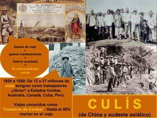 C U L Í S (de China y sudeste asiático) Gastos de viaje  +  gastos mantenimiento > Salario acordado = El culí no cobraba nunca 1850 a 1950: De 12 a 37 millones de  culís  emigran como trabajadores ¿libres? a Estados Unidos, Australia, Canadá, Cuba, Perú. Viajes conocidos como  “ Comercio de Cerdos” : Hasta el 40% morían en el viaje 
