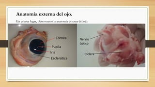 En primer lugar, observamos la anatomía externa del ojo.
Anatomía externa del ojo.