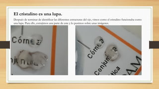 El cristalino es una lupa.
Después de terminar de identificar las diferentes estructuras del ojo, vimos como el cristalino funcionaba como
una lupa. Para ello, extrajimos una parte de este y lo pusimos sobre unas imágenes.