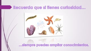 Presentación de los animales invertebrados