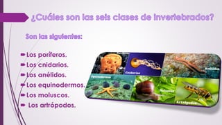 Los poríferos.
Los cnidarios.
Los anélidos.
Los equinodermos.
Los moluscos.
 Los artrópodos.
 