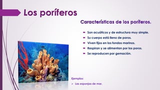  Son acuáticos y de estructura muy simple.
 Su cuerpo está lleno de poros.
 Viven fijos en los fondos marinos.
 Respiran y se alimentan por los poros.
 Se reproducen por gemación.
Ejemplos:
 Las esponjas de mar.
 