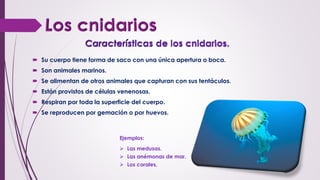  Su cuerpo tiene forma de saco con una única apertura o boca.
 Son animales marinos.
 Se alimentan de otros animales que capturan con sus tentáculos.
 Están provistos de células venenosas.
 Respiran por toda la superficie del cuerpo.
 Se reproducen por gemación o por huevos.
Ejemplos:
 Las medusas.
 Las anémonas de mar.
 Los corales.
 
