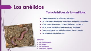  Viven en medios acuáticos y terrestres.
 Su cuerpo es delgado y musculoso y dividido en anillos.
 Casi todos tienen una cabeza definida con boca.
 En la boca presentan piezas duras y potentes.
 Toman oxígeno por toda las partes de su cuerpo.
 Se reproducen por huevos.
Ejemplos:
 Las sanguijuelas.
 Los neréis.
 Las lombrices.
 La tenia o solitaria.
 