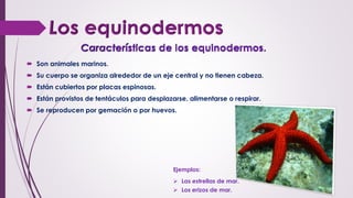  Son animales marinos.
 Su cuerpo se organiza alrededor de un eje central y no tienen cabeza.
 Están cubiertos por placas espinosas.
 Están provistos de tentáculos para desplazarse, alimentarse o respirar.
 Se reproducen por gemación o por huevos.
Ejemplos:
 Las estrellas de mar.
 Los erizos de mar.
 
