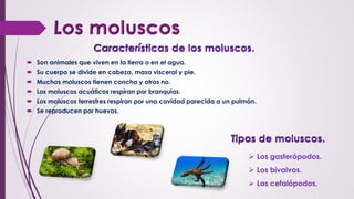  Son animales que viven en la tierra o en el agua.
 Su cuerpo se divide en cabeza, masa visceral y pie.
 Muchos moluscos tienen concha y otros no.
 Los moluscos acuáticos respiran por branquias.
 Los moluscos terrestres respiran por una cavidad parecida a un pulmón.
 Se reproducen por huevos.
 Los gasterópodos.
 Los bivalvos.
 Los cefalópodos.
 