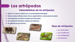  Tienen su cuerpo cubierto por un exoesqueleto articulado.
 Tienen cabeza diferenciada, tronco segmentado y varios pares de patas.
 Los artrópodos acuáticos respiran por branquias.
 Los artrópodos terrestres respiran por tráqueas.
 Se reproducen por huevos.
 Los arácnidos.
 Los crustáceos.
 Los miriápodos.
 Los insectos.
 
