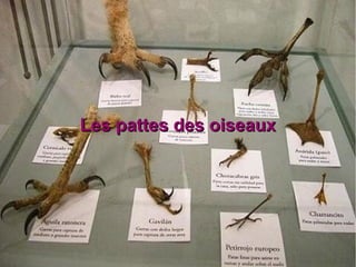 Les pattes des oiseaux