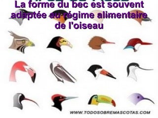 La forme du bec est souvent
adaptée au régime alimentaire
de l'oiseau
