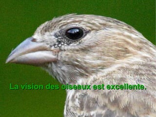 La vision des oiseaux est excellente.