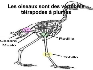 Les oiseaux sont des vertébrés
tétrapodes à plumes