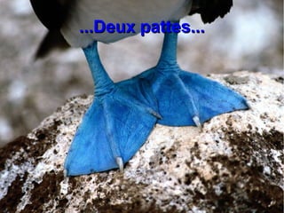 ...Deux pattes...