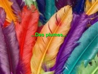 ...Des plumes...