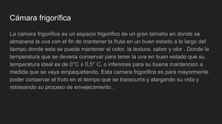 Cámara frigorífica
La camara frigorifica es un espacio frigorifico de un gran tamaño en donde se
almacena la uva con el fin de mantener la fruta en un buen estado a lo largo del
tiempo donde esta se puede mantener el color, la textura, sabor y olor . Donde la
temperatura que se deveria conservar para tener la uva en buen estado que su
temperatura ideal es de 0°C ± 0,5° C, o inferiores para su buena mantencion a
medida que se vaya empaquetando. Esta camara frigorifica es para mayormente
poder conservar el fruto en el tiempo que se transcurra y alargando su vida y
retrasando su proceso de envejecimiento .
 