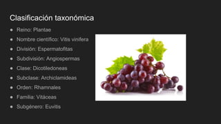 Clasificación taxonómica
● Reino: Plantae
● Nombre científico: Vitis vinifera
● División: Espermatofitas
● Subdivisión: Angiospermas
● Clase: Dicotiledoneas
● Subclase: Archiclamideas
● Orden: Rhamnales
● Familia: Vitáceas
● Subgénero: Euvitis
 