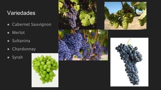Variedades
● Cabernet Sauvignon
● Merlot
● Sultanina
● Chardonnay
● Syrah
 
