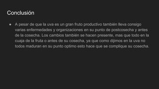 Conclusión
● A pesar de que la uva es un gran fruto productivo también lleva consigo
varias enfermedades y organizaciones en su punto de postcosecha y antes
de la cosecha. Los cambios también se hacen presente, mas que todo en la
cuaja de la fruta o antes de su cosecha, ya que como dijimos en la uva no
todos maduran en su punto optimo esto hace que se complique su cosecha.
 