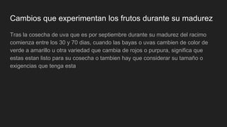 Cambios que experimentan los frutos durante su madurez
Tras la cosecha de uva que es por septiembre durante su madurez del racimo
comienza entre los 30 y 70 dias, cuando las bayas o uvas cambien de color de
verde a amarillo u otra variedad que cambia de rojos o purpura, significa que
estas estan listo para su cosecha o tambien hay que considerar su tamaño o
exigencias que tenga esta
 