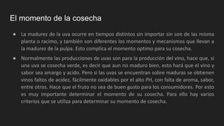 El momento de la cosecha
● La madurez de la uva ocurre en tiempos distintos sin importar sin son de las misma
planta o racimo, y también son diferentes los momentos y mecanismos que llevan a
la madurez de la pulpa. Esto complica el momento optimo para su cosecha.
● Normalmente las producciones de uvas son para la producción del vino, hace que, si
una uva se cosecha verde, es decir que aun no maduro bien, esto hará que el vino y
sabor sea amargo y acido. Pero si las uvas se encuentran sobre maduras se obtienen
vinos faltos de acidez, fácilmente oxidables por el alto PH, con falta de aroma, sabor,
entre otros. Hace que el fruto no sea de buen gusto para los consumidores. Por esto
es muy importante determinar el momento de su cosecha. Para ello hay varios
criterios que se utiliza para determinar su momento de cosecha.
 