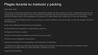 Plagas durante su madurez y packing
Enfermedad: mildiu
Provocada por el hongo oomiceto plasmora viticola, endoparasitos obligado que ataca cultivos de uva (vid), una enfermedad conocida y de
carácter grave en la viticultura debido a que en condiciones favorables para esta, provoca perdidas de hasta el 50% de la cosecha, en los
periodos de floración-cuajo la vid es susceptible a ser atacada por el hongo, debido a esto se debe tener un buen plan fitosanitario.
Identificación: se puede identificar debido a que se produce una mancha aceitosa en el haz de las hojas y en el envés de estás se tornan de
color blanquecino.
Dentro de las medidas preventivas tenemos las siguientes:
Manejo adecuado de la vegetación, con desnietados y despuntes.
Deshojados tras floración y cuajado. .
Mantener un buen drenado, impidiendo la formación de charcos de agua.
Controlar el abono nitrogenado y evitar excesos.
Plantación de variedades menos susceptibles y más resistentes a la enfermedad.
. El control quimico debe ser acordé a las instrucciones dadas por el proveedor y las condiciones presentes en el ambiente, Algunos
productos que se pueden utilizar son Folpet, Mancobez o Propineb por ejemplo
Fungicida: mancozeb 80wp
 