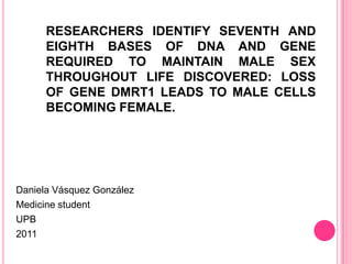    RESEARCHERS IDENTIFY SEVENTH AND EIGHTH BASES OF DNA AND GENE REQUIRED TO MAINTAIN MALE SEX THROUGHOUT LIFE DISCOVERED: LOSS OF GENE DMRT1 LEADS TO MALE CELLS BECOMING FEMALE. Daniela VásquezGonzález Medicine student UPB 2011 
