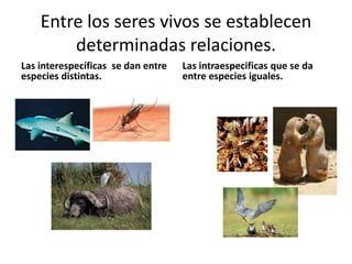 Entre los seres vivos se establecen
        determinadas relaciones.
Las interespecíficas se dan entre   Las intraespecificas que se da
especies distintas.                 entre especies iguales.
 