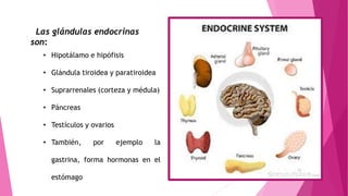 Las glándulas endocrinas
son:
• Hipotálamo e hipófisis
• Glándula tiroidea y paratiroidea
• Suprarrenales (corteza y médula)
• Páncreas
• Testículos y ovarios
• También, por ejemplo la
gastrina, forma hormonas en el
estómago
 