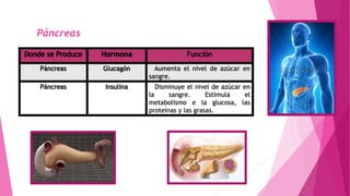 Páncreas
 
