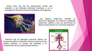 Actúa como una red de comunicación celular que
responde a los estímulos liberando hormonas y es el
encargado de diversas funciones metabólicas del organismo.
Los órganos endocrinos también se
denominan glándulas sin conducto o glándulas
endocrinas, debido a que sus secreciones se
liberan directamente en el torrente sanguíneo
Mientras que las glándulas exocrinas liberan sus
secreciones sobre la superficie interna o externa de los
tejidos cutáneos, la mucosa del estómago o el
revestimiento de los conductos pancreáticos.
 