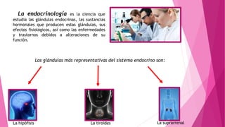 La endocrinología es la ciencia que
estudia las glándulas endocrinas, las sustancias
hormonales que producen estas glándulas, sus
efectos fisiológicos, así como las enfermedades
y trastornos debidos a alteraciones de su
función.
Las glándulas más representativas del sistema endocrino son:
La tiroidesLa hipófisis La suprarrenal
 
