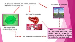 Las glándulas endocrinas en general comparten
características comunes como:
la carencia de conductos,
alta irrigación sanguínea
y la presencia de
vacuolas intracelulares
que almacenan las hormonas.
Esto contrasta con
las glándulas exocrinas que
tienen escasa irrigación y
poseen un conducto o liberan
las sustancias a una cavidad.
 