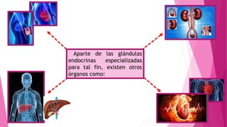 Aparte de las glándulas
endocrinas especializadas
para tal fin, existen otros
órganos como:
 