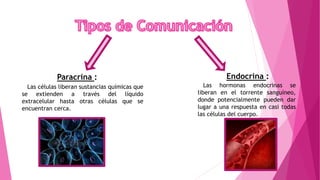 Las células liberan sustancias químicas que
se extienden a través del líquido
extracelular hasta otras células que se
encuentran cerca.
Las hormonas endocrinas se
liberan en el torrente sanguíneo,
donde potencialmente pueden dar
lugar a una respuesta en casi todas
las células del cuerpo.
Endocrina :Paracrina :
 