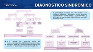 DIAGNÓSTICO SINDRÓMICO
HCM divide los glóbulos rojos en
normocrómicos, hipocrómicos e hipercrómicos.
Aumento del RDW (amplitud de distribución del
tamaño de los eritrocitos) indica anisocitosis.
El porcentaje conocido de reticulocitos o su
número absoluto diferencia entre anemias
regenerativas (reticulocitos aumentados) y
anemias arregenerativas (reticulocitos normales
o disminuidos).
 