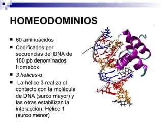 HOMEODOMINIOS
   60 aminoácidos
   Codificados por
    secuencias del DNA de
    180 pb denominados
    Homebox
   3 hélices-α
    La hélice 3 realiza el
    contacto con la molécula
    de DNA (surco mayor) y
    las otras estabilizan la
    interacción. Hélice 1
    (surco menor)
 