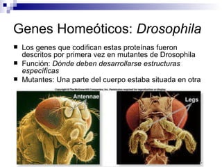 Genes Homeóticos: Drosophila
   Los genes que codifican estas proteínas fueron
    descritos por primera vez en mutantes de Drosophila
   Función: Dónde deben desarrollarse estructuras
    específicas
   Mutantes: Una parte del cuerpo estaba situada en otra
 