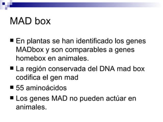 MAD box
 En plantas se han identificado los genes
  MADbox y son comparables a genes
  homebox en animales.
 La región conservada del DNA mad box
  codifica el gen mad
 55 aminoácidos
 Los genes MAD no pueden actúar en
  animales.
 