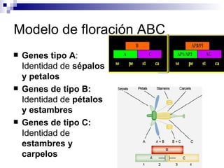 Modelo de floración ABC
   Genes tipo A:
    Identidad de sépalos
    y petalos
   Genes de tipo B:
    Identidad de pétalos
    y estambres
   Genes de tipo C:
    Identidad de
    estambres y
    carpelos
 