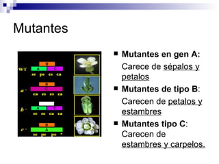 Mutantes
              Mutantes en gen A:
               Carece de sépalos y
               petalos
              Mutantes de tipo B:
               Carecen de petalos y
               estambres
              Mutantes tipo C:
               Carecen de
               estambres y carpelos.
 