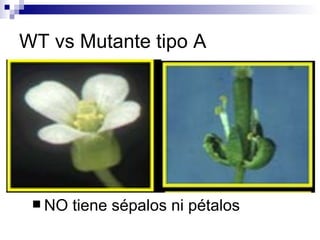 WT vs Mutante tipo A




  NO   tiene sépalos ni pétalos
 