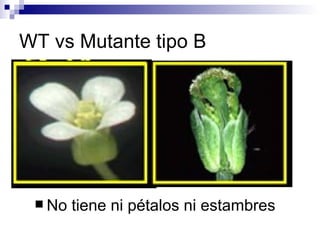 WT vs Mutante tipo B




  No   tiene ni pétalos ni estambres
 