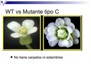 WT vs Mutante tipo C




    No tiene carpelos ni estambres
 