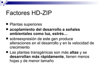 Factores HD-ZIP
   Plantas superiores
   acoplamiento del desarrollo a señales
    ambientales como luz, estrés…
   sobreexpresión de este gen produce
    alteraciones en el desarrollo y en la velocidad de
    crecimiento
   Las plantas transgénicas son más altas y se
    desarrollan más rápidamente, tienen menos
    hojas y de menor tamaño
 