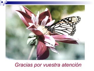 Gracias por vuestra atención
 